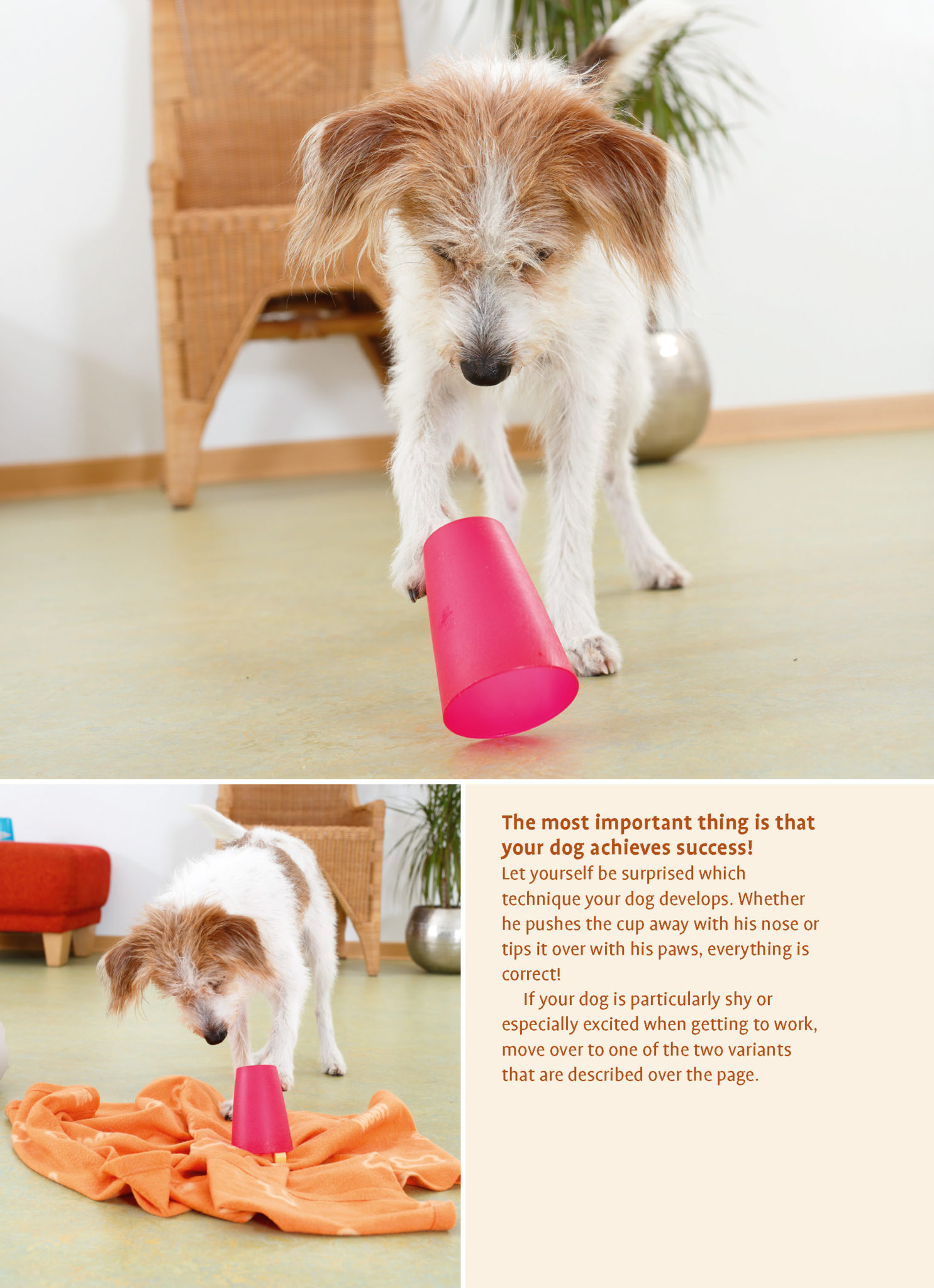 Brain Teasers for Dogs Quiller Publishing