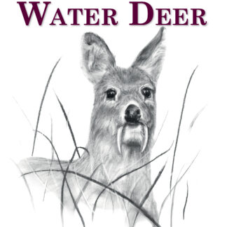 Chinese Water Deer